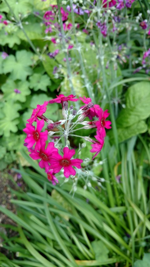 Primula pulverulenta plantplacesimage20160605_165217.jpg