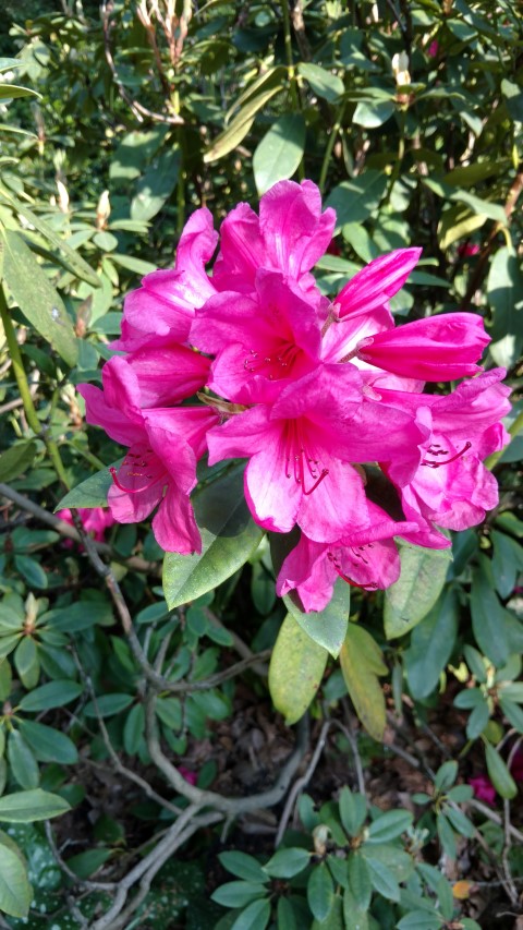 Rhododendron spp plantplacesimage20160605_170034.jpg