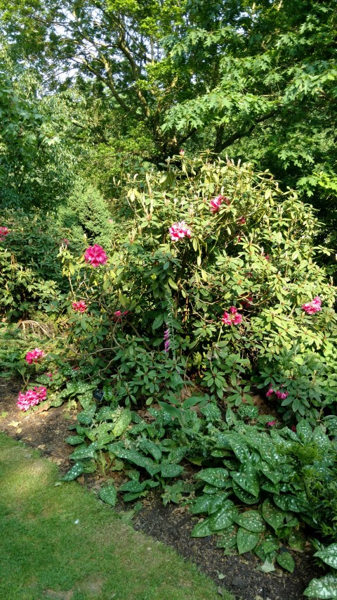 Rhododendron spp plantplacesimage20160605_170053.jpg