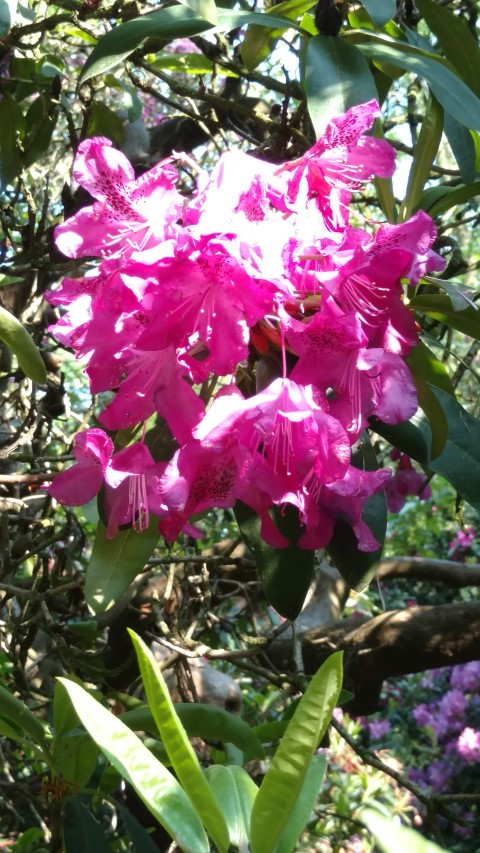 Rhododendron spp plantplacesimage20160605_170819.jpg