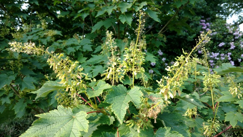 Acer caudatum plantplacesimage20160605_171324.jpg