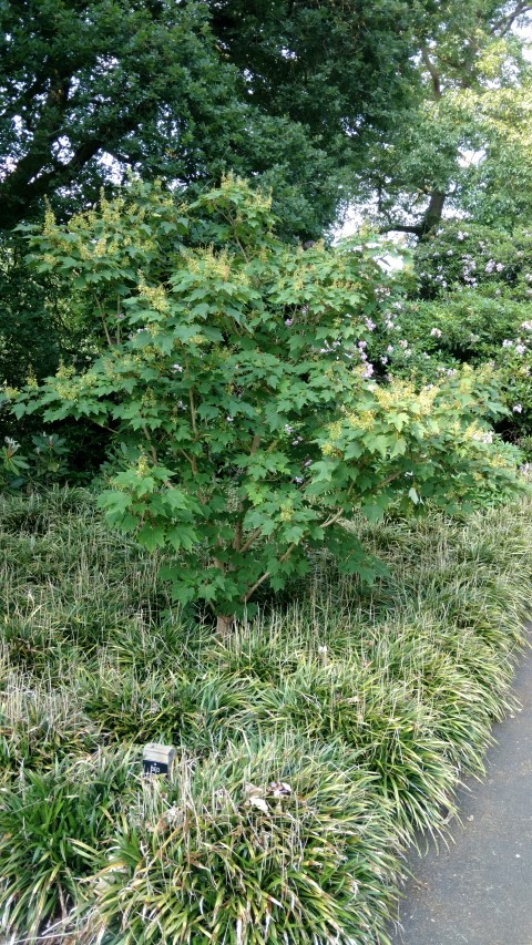 Acer caudatum plantplacesimage20160605_171339.jpg