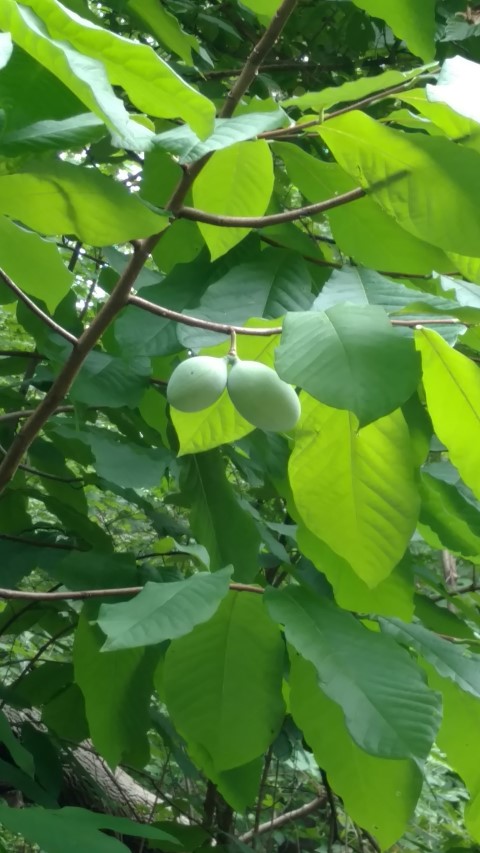 Asimina triloba plantplacesimage20160717_141713.jpg