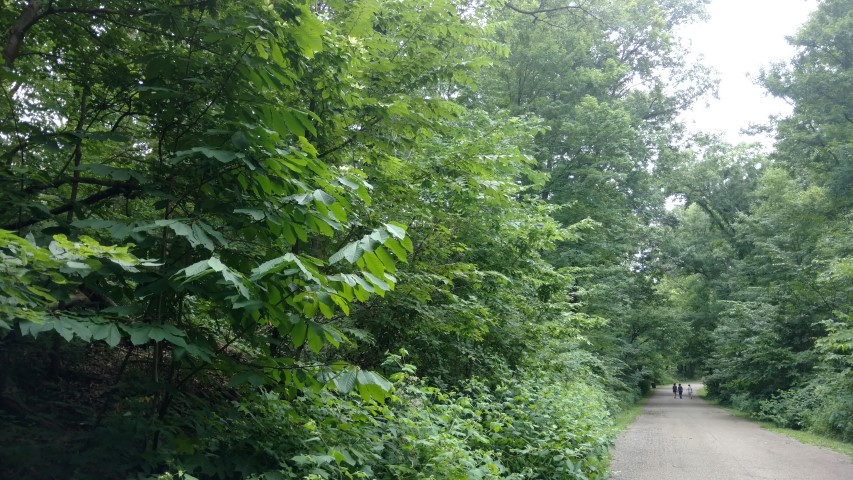 Asimina triloba plantplacesimage20160717_141729.jpg