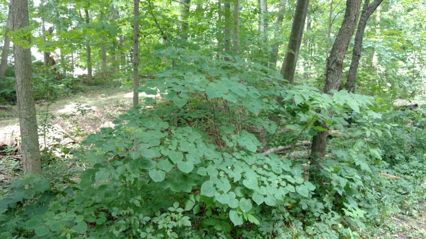 Cercis canadensis plantplacesimage20160717_142026.jpg