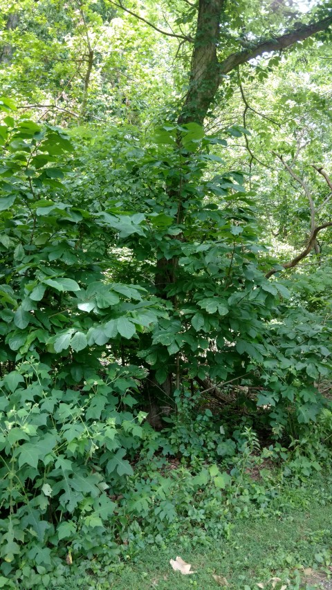 Asimina triloba plantplacesimage20160717_142329.jpg