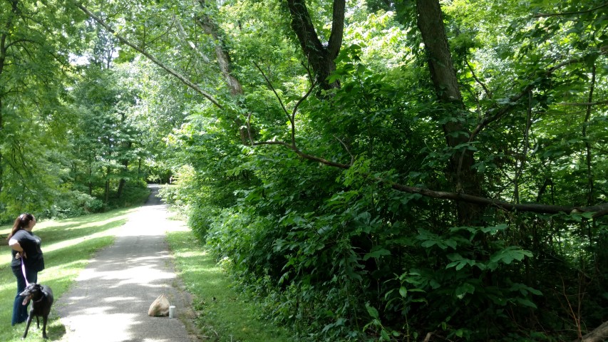 Asimina triloba plantplacesimage20160717_142351.jpg