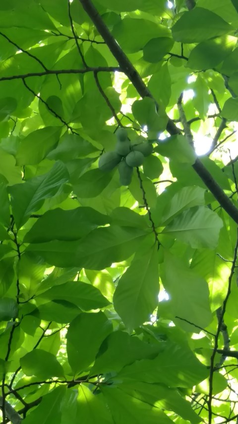 Asimina triloba plantplacesimage20160717_143035.jpg