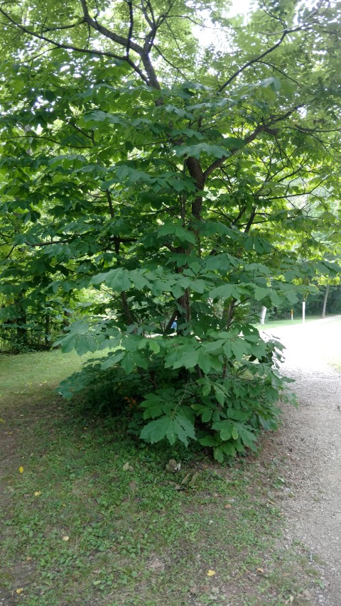 Asimina triloba plantplacesimage20160717_143205.jpg