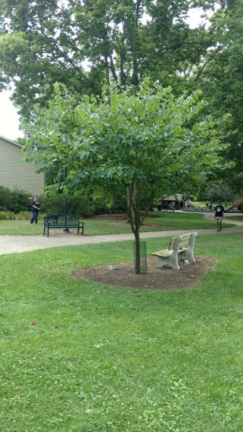 Cercis canadensis plantplacesimage20160717_144814.jpg