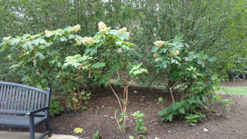 Hydrangea quercifolia plantplacesimage20160717_145201.jpg