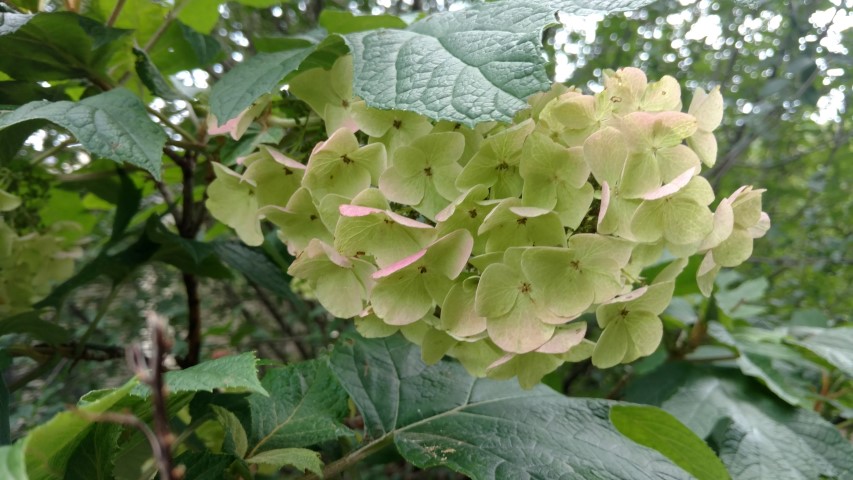 Hydrangea quercifolia plantplacesimage20160717_145214.jpg