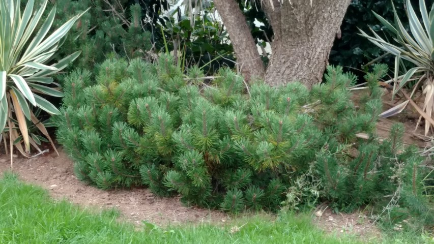 Pinus mugo plantplacesimage20160806_191934.jpg