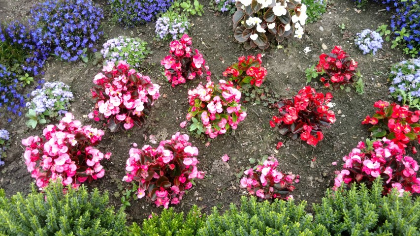 Solenostemon hybridus plantplacesimage20160806_192802.jpg