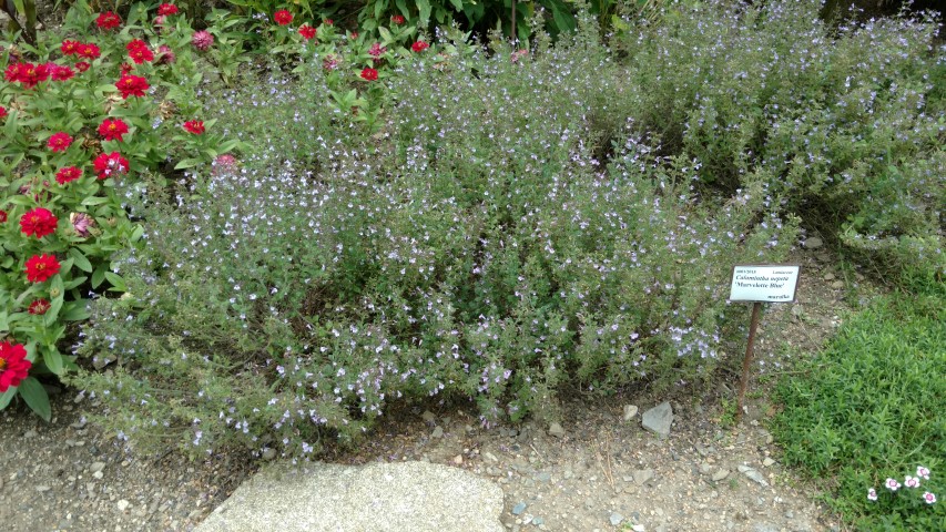 Calamintha nepeta plantplacesimage20160813_150302.jpg