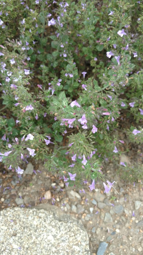 Calamintha nepeta plantplacesimage20160813_150314.jpg