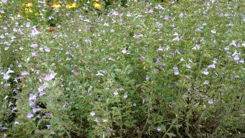 Calamintha nepeta plantplacesimage20160813_150325.jpg