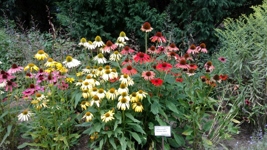 Echinacea hybrid plantplacesimage20160813_150438.jpg