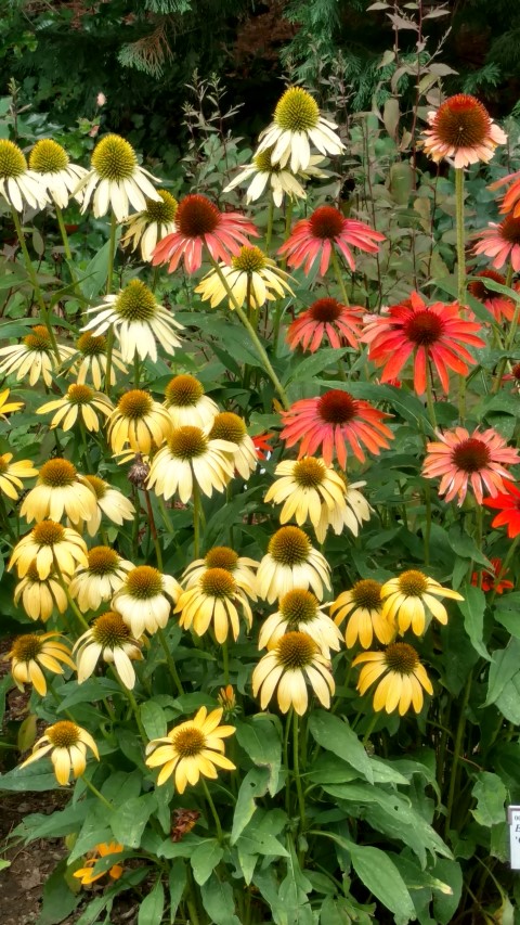 Echinacea hybrid plantplacesimage20160813_150449.jpg