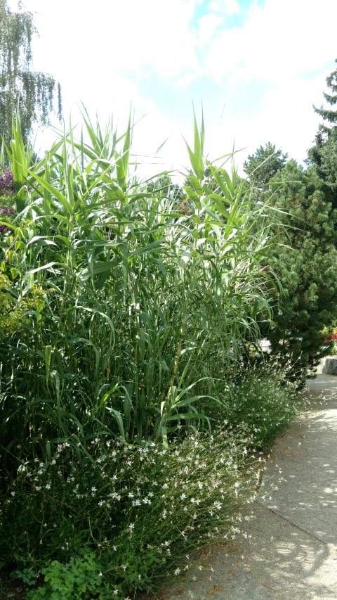 Arundo donax plantplacesimage20160813_150555.jpg