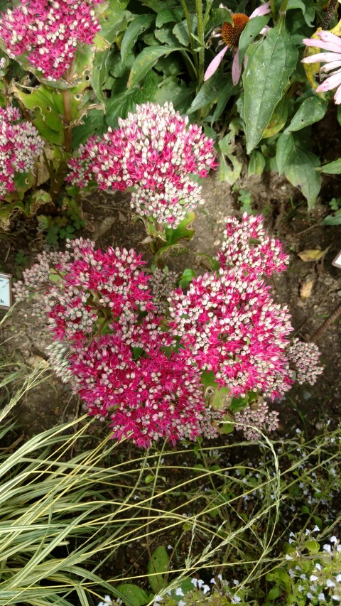 Sedum hybrid plantplacesimage20160813_150643.jpg