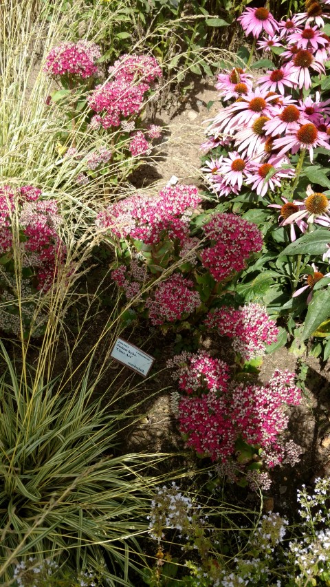 Sedum hybrid plantplacesimage20160813_150654.jpg