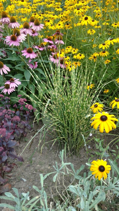 Miscanthus sinensis plantplacesimage20160813_150809.jpg