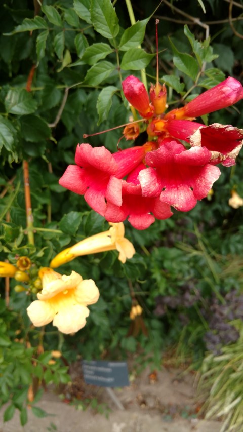 Campsis radicans plantplacesimage20160813_150917.jpg