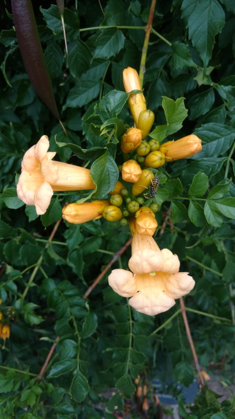 Campsis radicans plantplacesimage20160813_150930.jpg