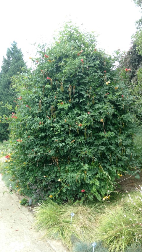 Campsis radicans plantplacesimage20160813_150940.jpg