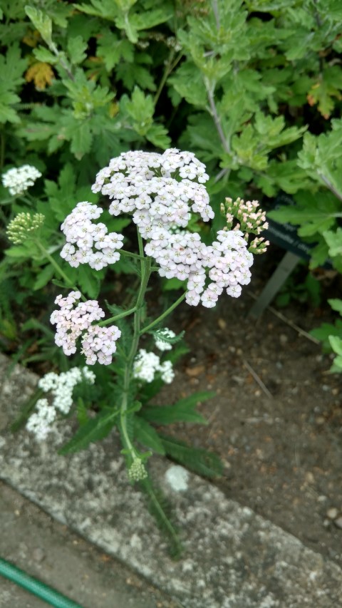 Achillea  plantplacesimage20160813_151101.jpg