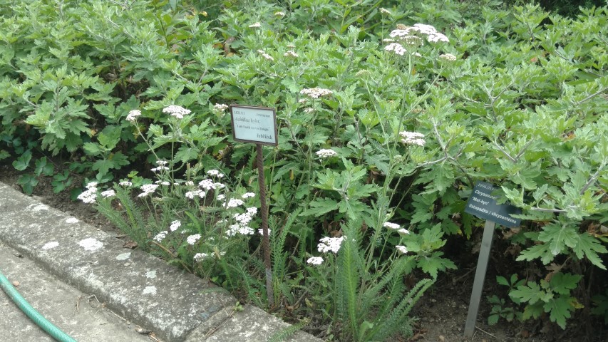 Achillea  plantplacesimage20160813_151110.jpg