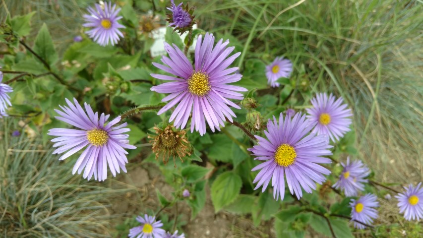 Aster asperulus plantplacesimage20160813_151322.jpg