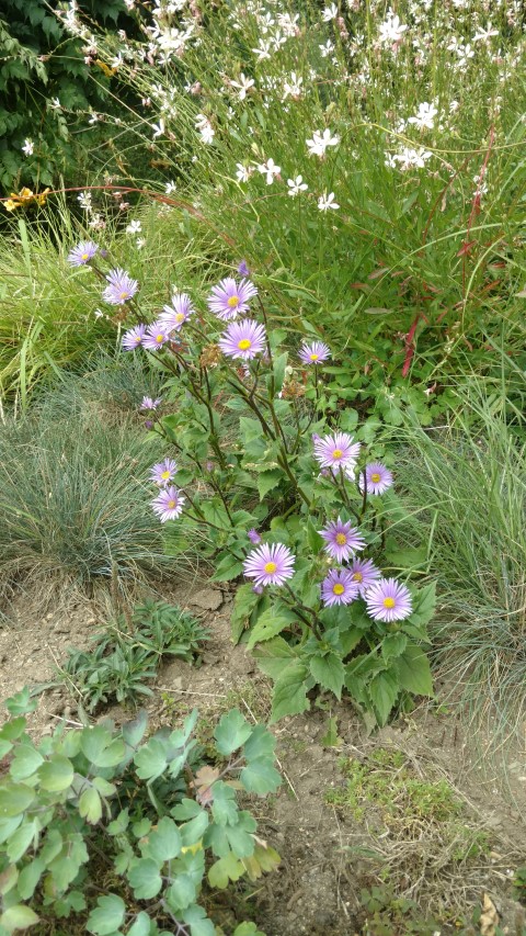 Aster asperulus plantplacesimage20160813_151333.jpg