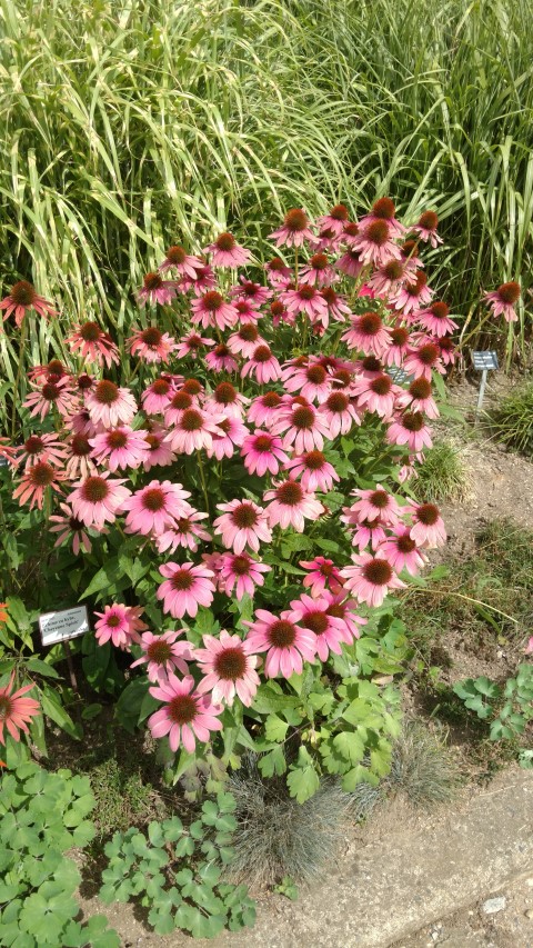 Echinacea hybrid plantplacesimage20160813_151401.jpg