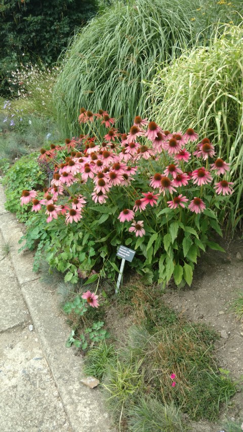 Echinacea hybrid plantplacesimage20160813_151412.jpg