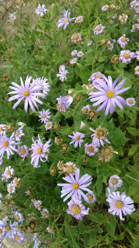 Aster Thomson plantplacesimage20160813_151515.jpg