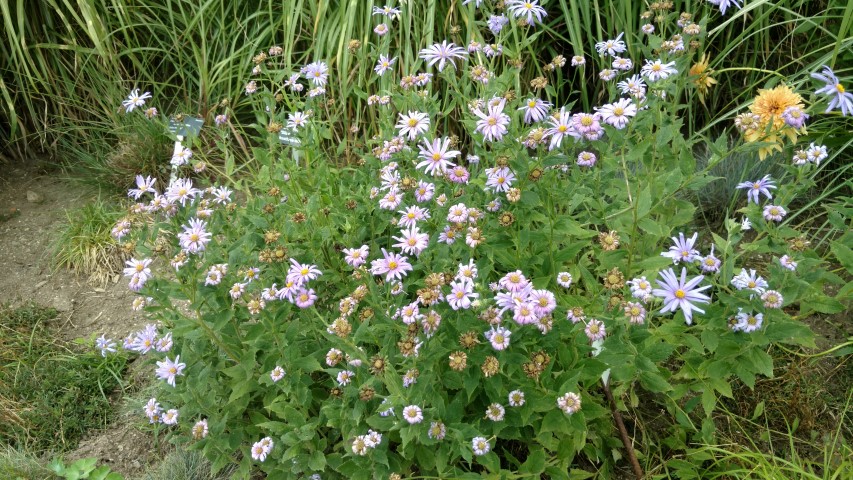 Aster Thomson plantplacesimage20160813_151525.jpg