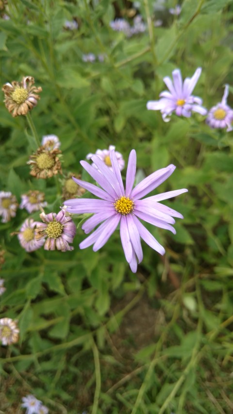 Aster Thomson plantplacesimage20160813_151538.jpg