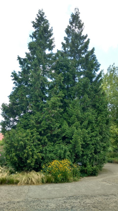 Thuja plicata plantplacesimage20160813_151715.jpg