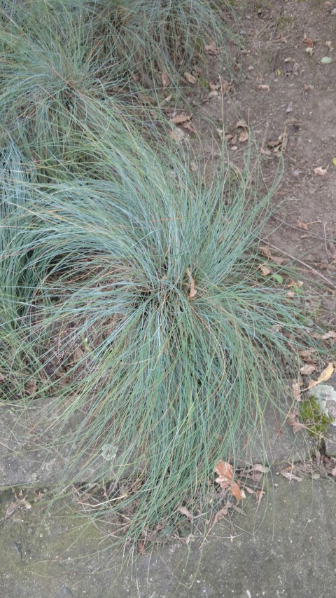 Festuca filiformus plantplacesimage20160813_151818.jpg