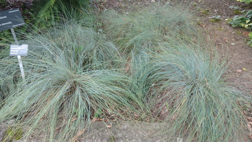 Festuca filiformus plantplacesimage20160813_151828.jpg