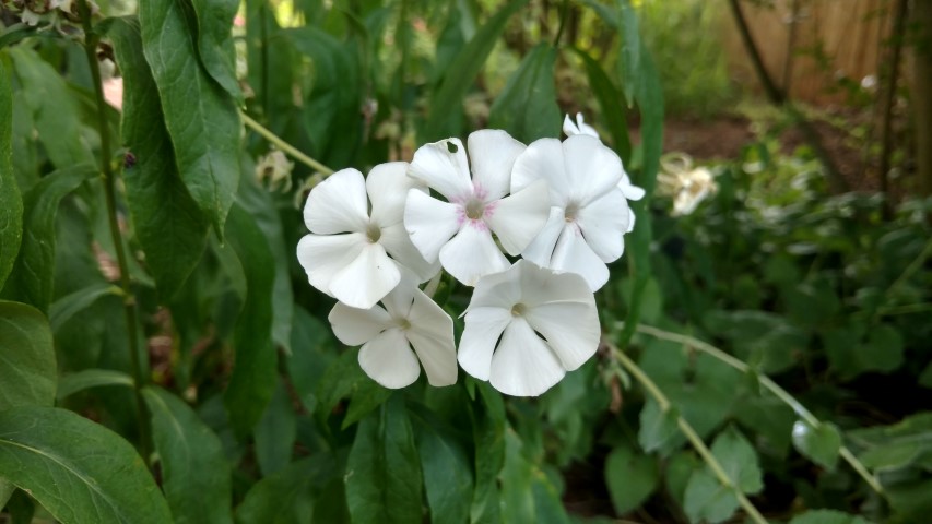 Phlox paniculata plantplacesimage20160813_152005.jpg