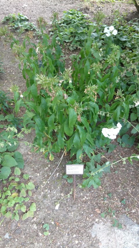 Phlox paniculata plantplacesimage20160813_152022.jpg