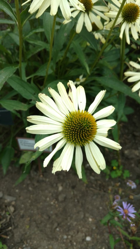 Echinacea x plantplacesimage20160813_152324.jpg