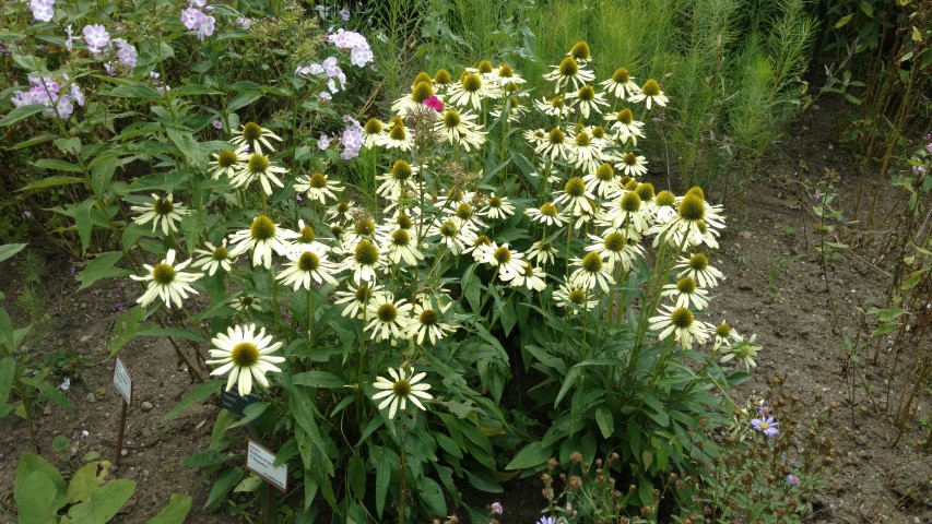 Echinacea x plantplacesimage20160813_152335.jpg