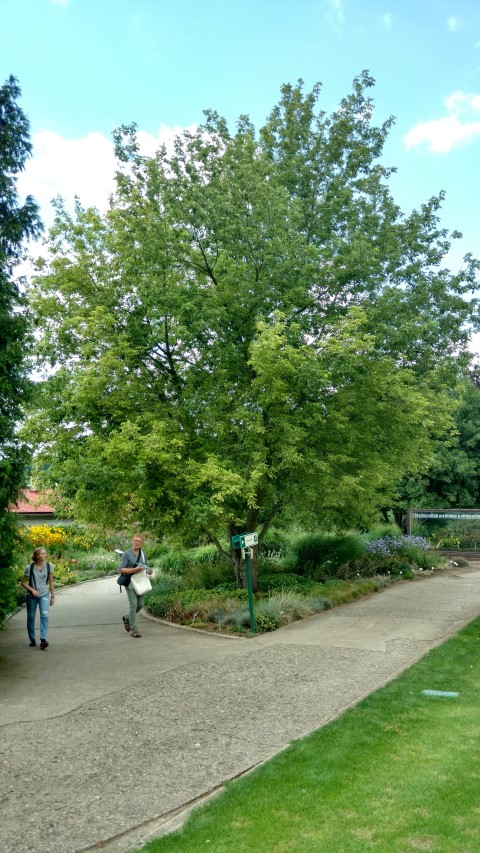 Acer negundo plantplacesimage20160813_152507.jpg