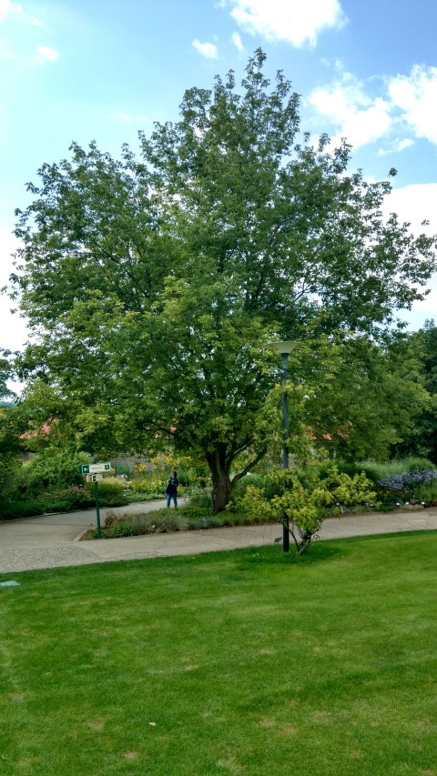 Acer negundo plantplacesimage20160813_152545.jpg