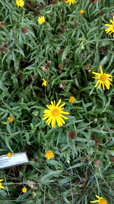 Buphthalum salicifolium plantplacesimage20160813_152736.jpg