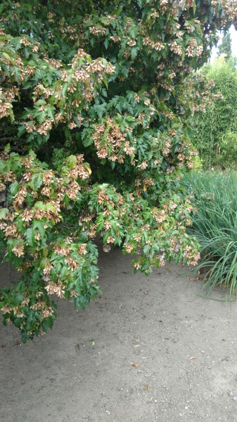 Acer ginnala plantplacesimage20160813_153158.jpg